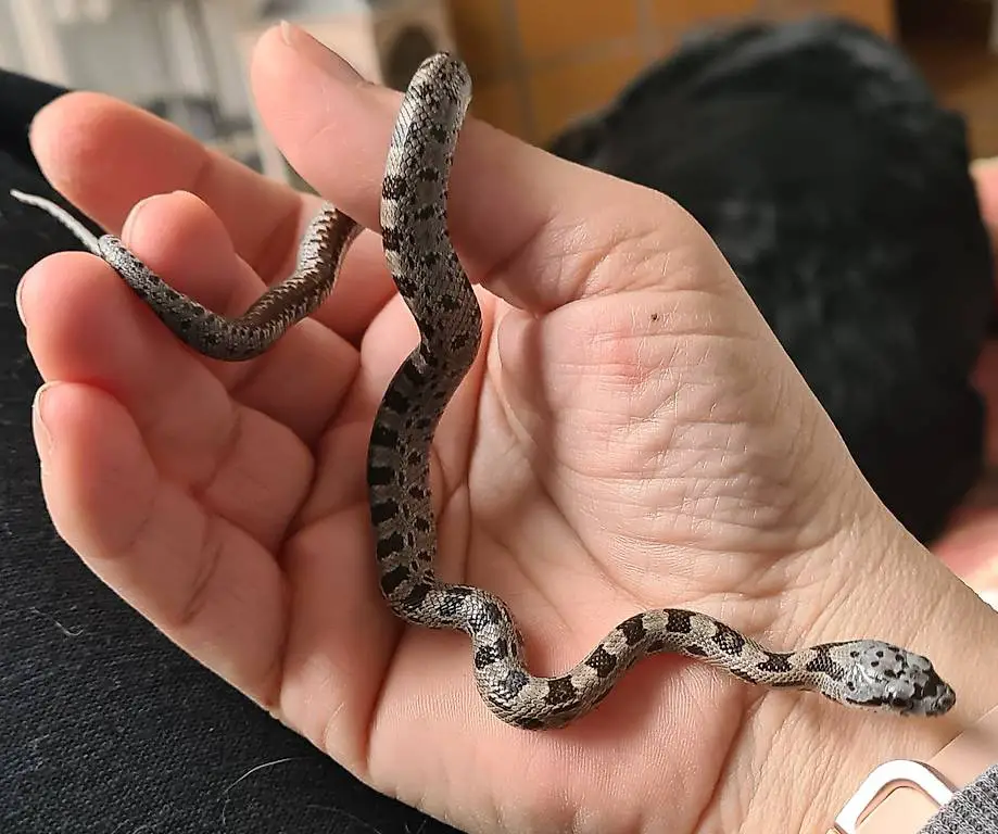 Bairds Kletternatter Baby 0.1