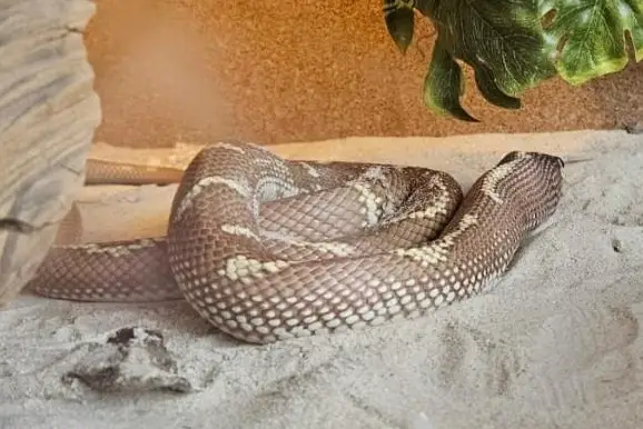 Kalifornische Kettennatter mit Terrarium zu verkaufen