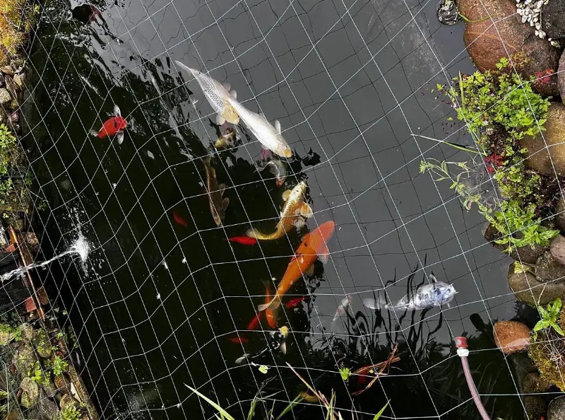 Fische Kois, Goldfische zu verkaufen