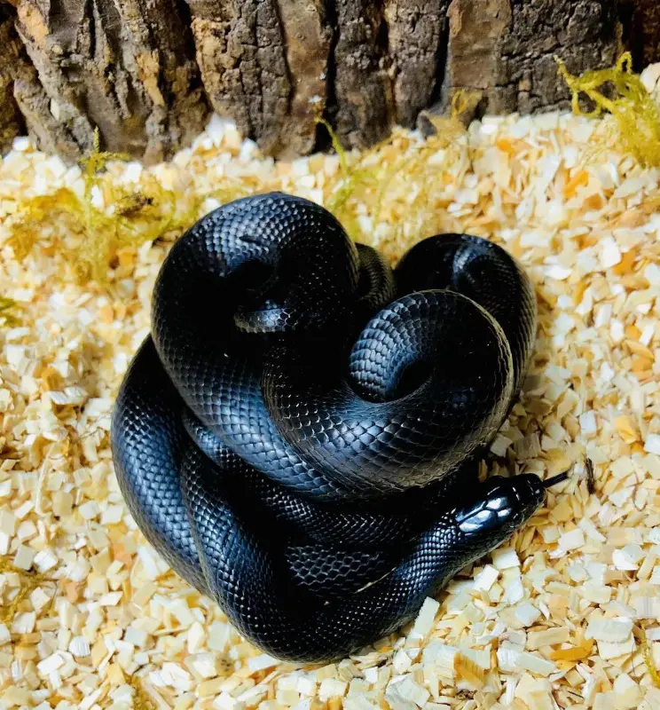 Lampropeltis getula Nigrita, Schwarze Wüstenkettennatter