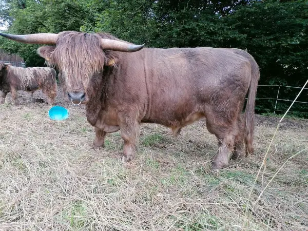 Schottische Hochlandrinder