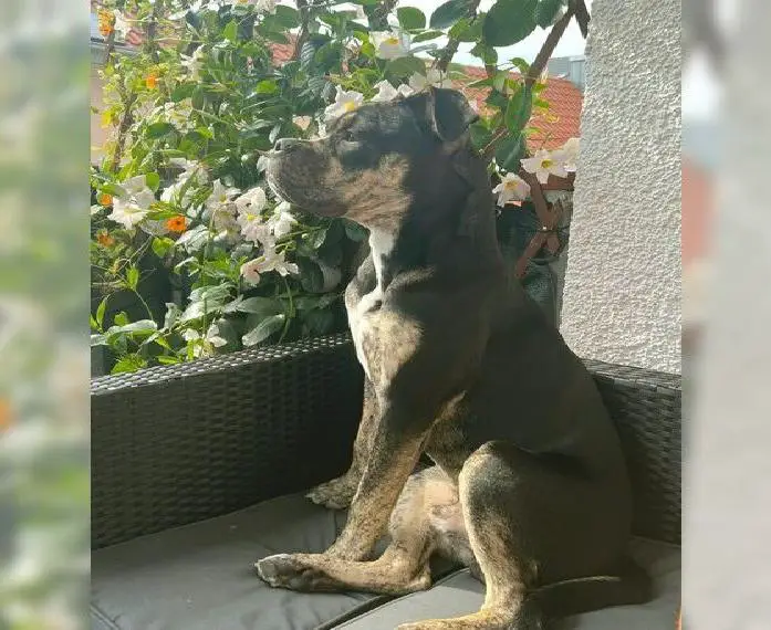 Olde English Bulleogge