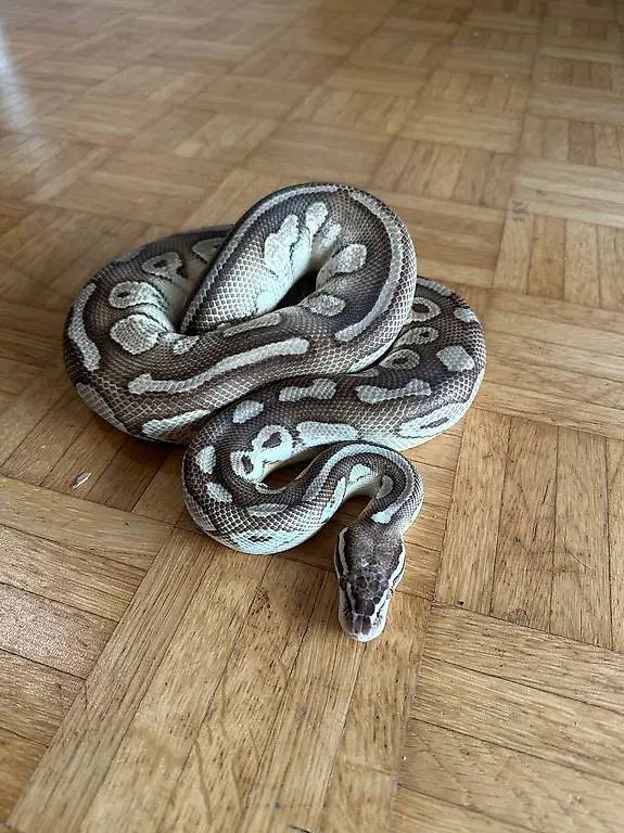 Python regius Butterpastel