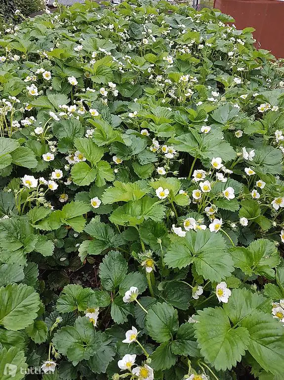 Erdbeeren Setzlinge Bio kein Kunstdünger kein Spritzmittel