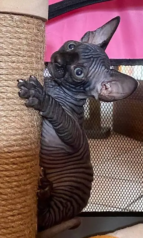 Cuccioli Canadian Sphynx Sphinx Kätzchen