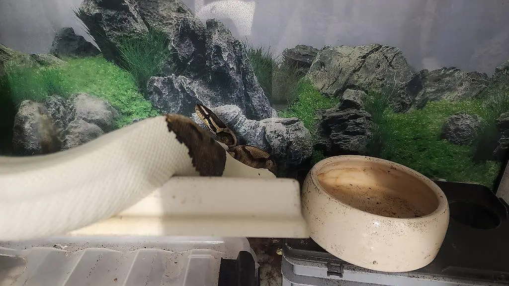 Python regius Piebald Mänchen