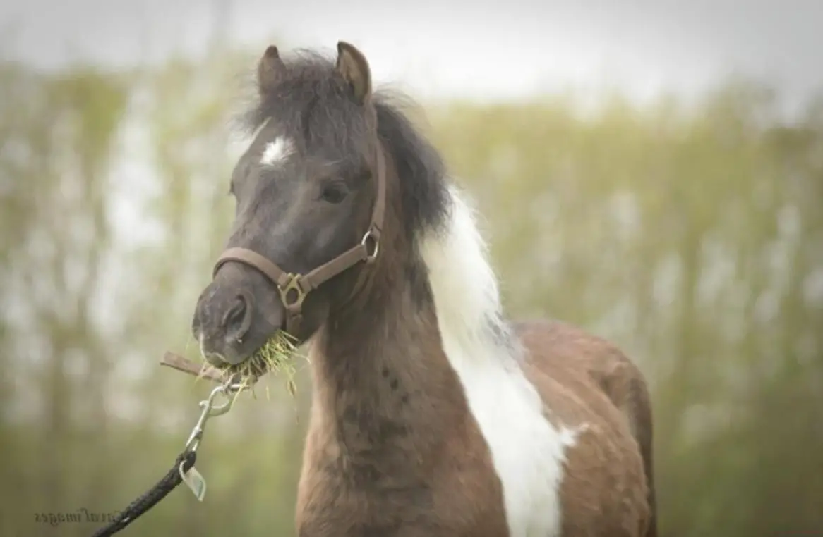Étalon approuvé Mini Cheval Américain