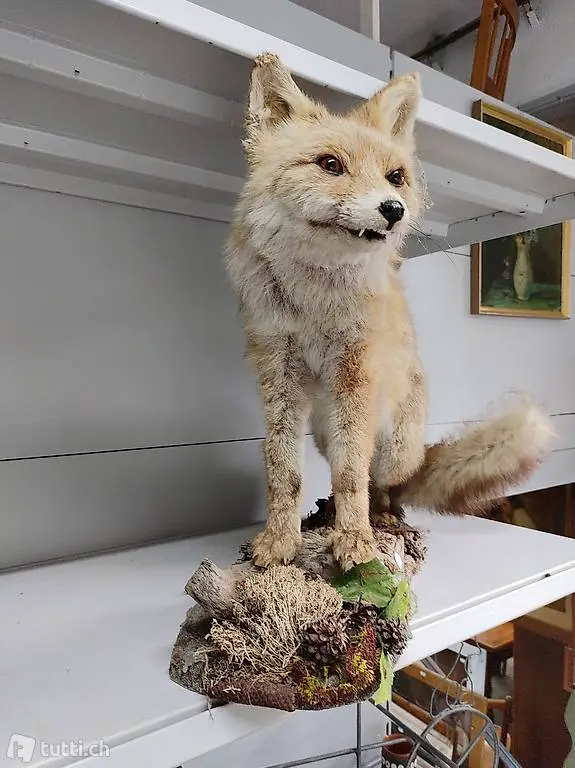 Tierpräparat schöner ausgestopfter Fuchs