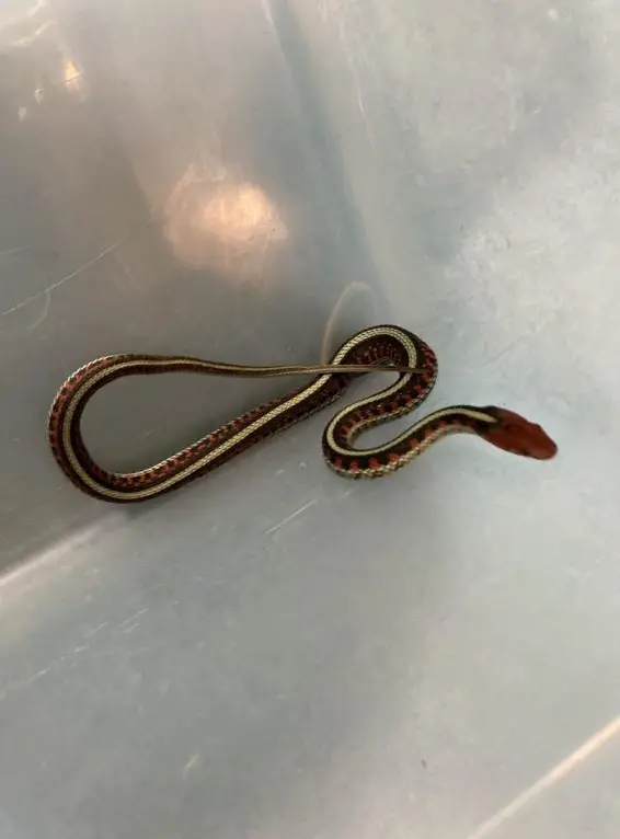 Junge Thamnophis sirtalis Infernalis zu verkaufen