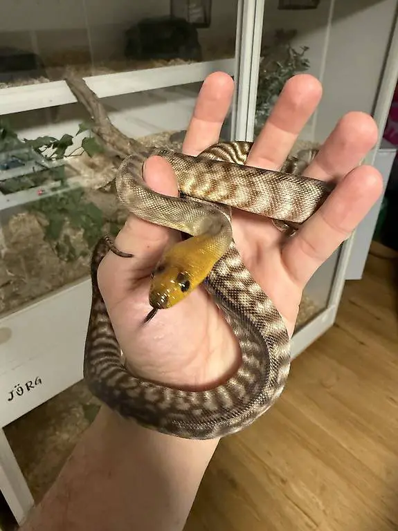 Woma Python - Aspidites ramsaiy