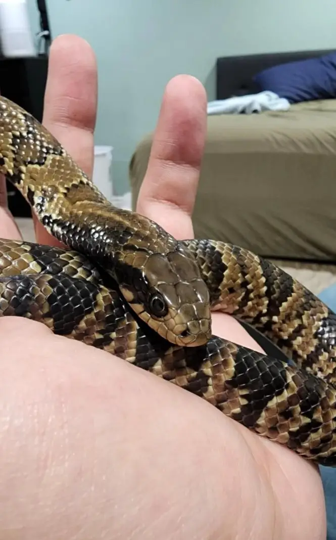 Suchen 1.1 Hydrodynastes gigas, Falsche Wasserkobra