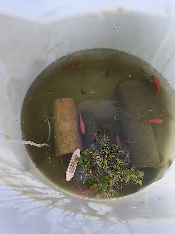 Goldfische Goldfisch