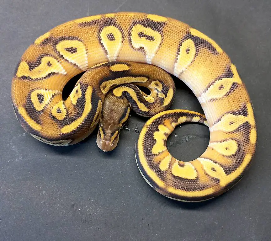 1.0 Python regius - BlackHead Enchi Mojave Pastel