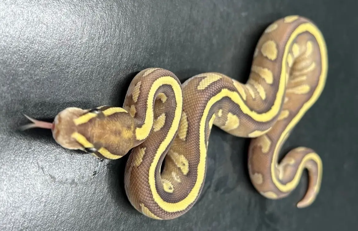 1.0 Fire, Leopard, Red Stripe, Het 100% Clown