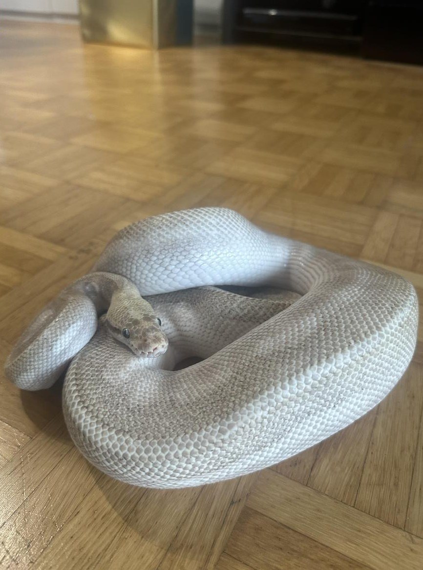 Python regius Ultimate Passion