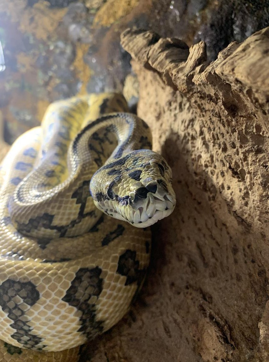 Verkaufe Morelia Spilota, Rautenpython, auch mit Terrarium