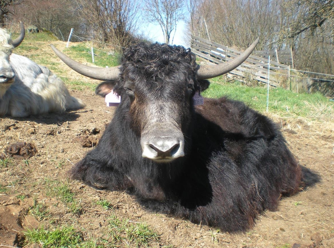 Verkauf: Hausyak Jungbullen - Bos grunniens
