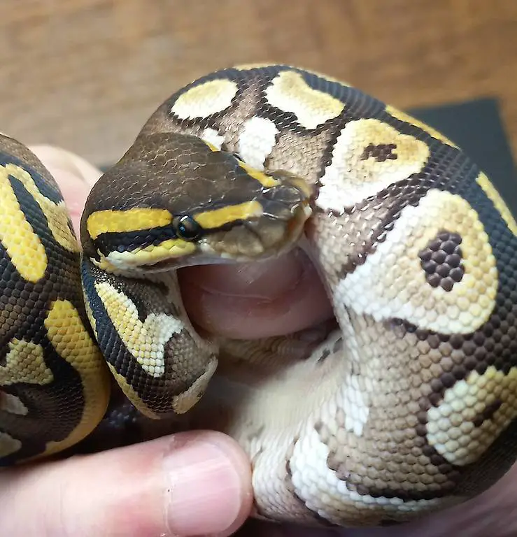 2.3 Python regius - 100% het Clown 50% het Pied