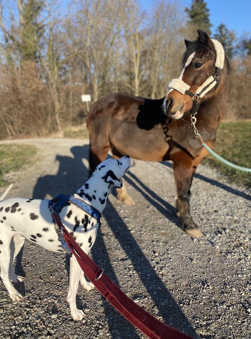 Pony Leasing - Dein eigenes Pony ohne grosses Risiko